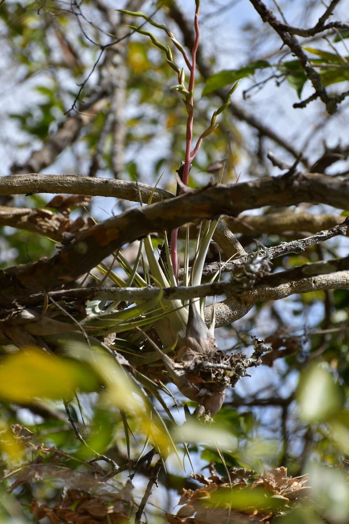 Imagem de Tillandsia elusiva Pinzón, I. Ramírez & Carnevali