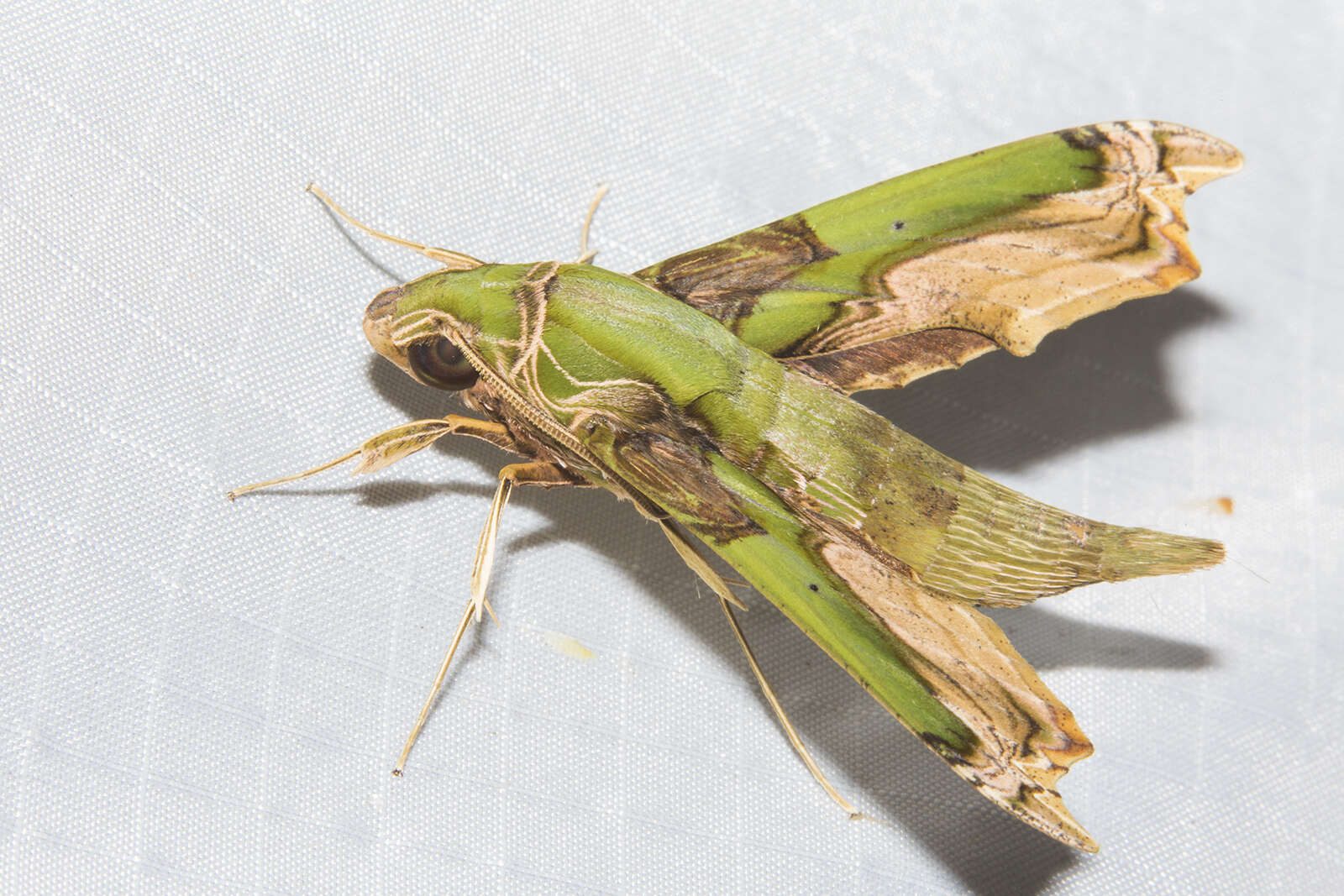 Image of Eupanacra busiris (Walker 1856)