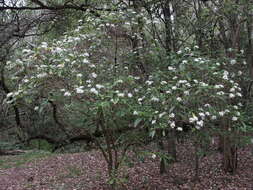 Image of Pavetta australiensis Bremek.