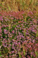 صورة Thymus callieri Borbás ex Velen.