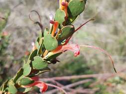 Image of Adenanthos obovatus Labill.