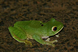 Image de Boophis albilabris (Boulenger 1888)