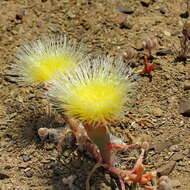 صورة Mesembryanthemum eurystigmatum Gerbaulet