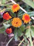 Image of Rayless Alpine Groundsel