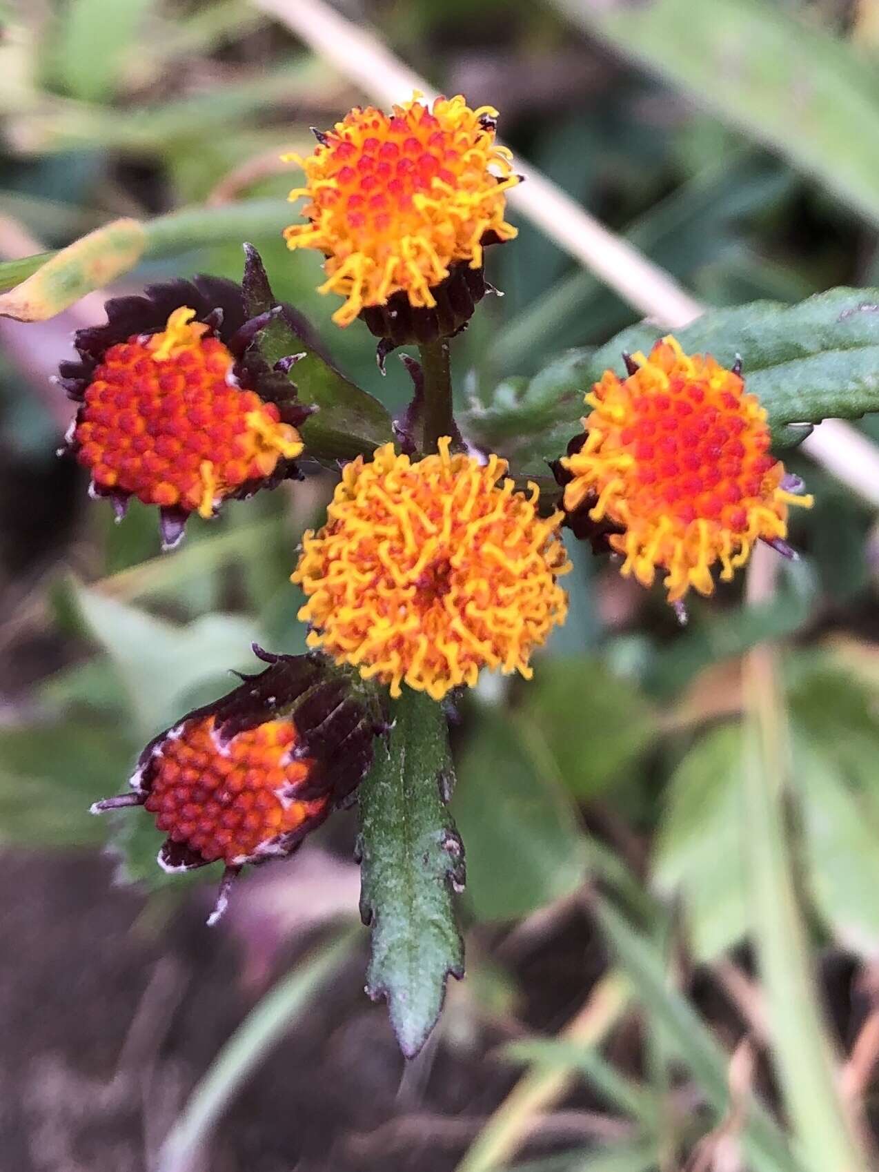 Image of Rayless Alpine Groundsel