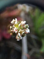 Image of Cochlearia groenlandica L.