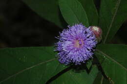 Image of Leiboldia serrata (D. Don) Gleason