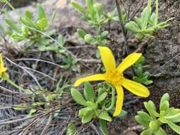 Image de Othonna arborescens L.