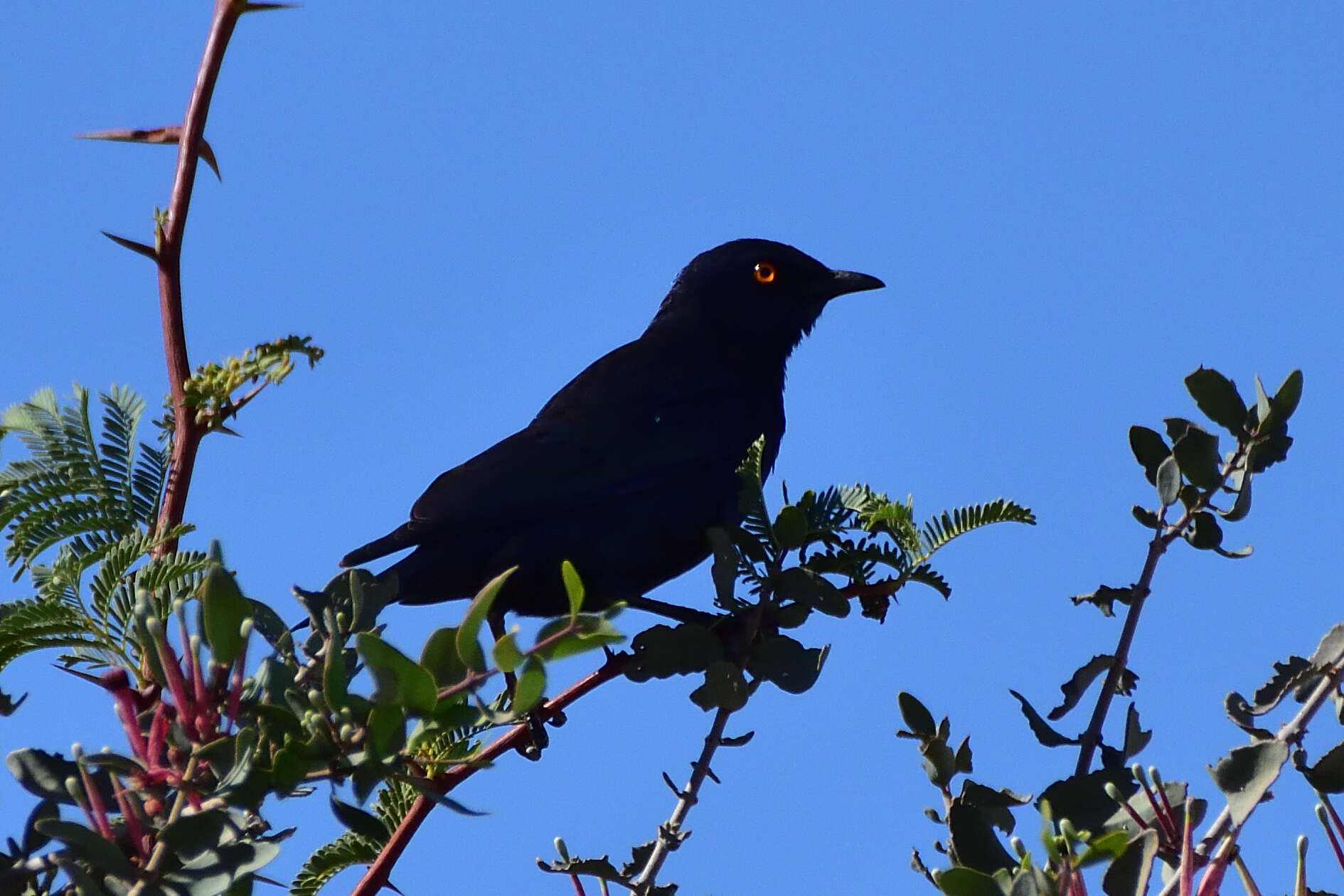 Image of Cape Glossy Starling