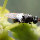 Image of Alliophleps elliptica Becker 1908