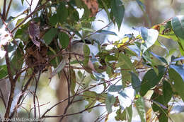 Image of Gilbert's Honeyeater