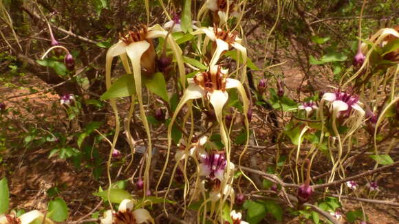 Plancia ëd Strophanthus sarmentosus DC.