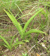 Plancia ëd Eulophia streptopetala Lindl.