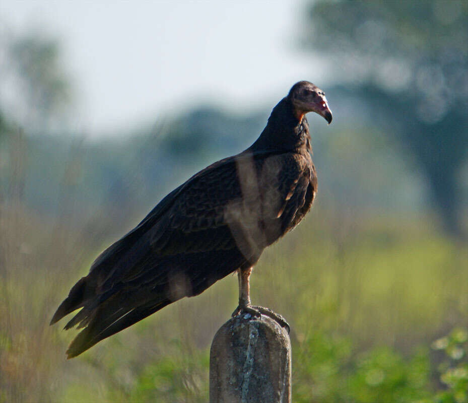 Image of Lesser Yellow-headed Vulture