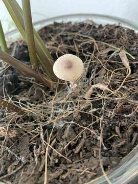 Слика од Leucocoprinus ianthinus (Sacc.) P. Mohr 1994