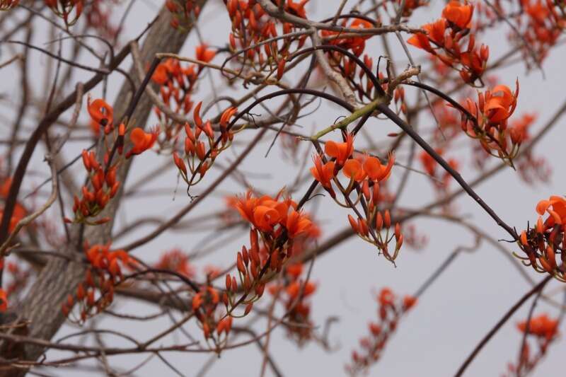 Image of Bat's wing coral tree