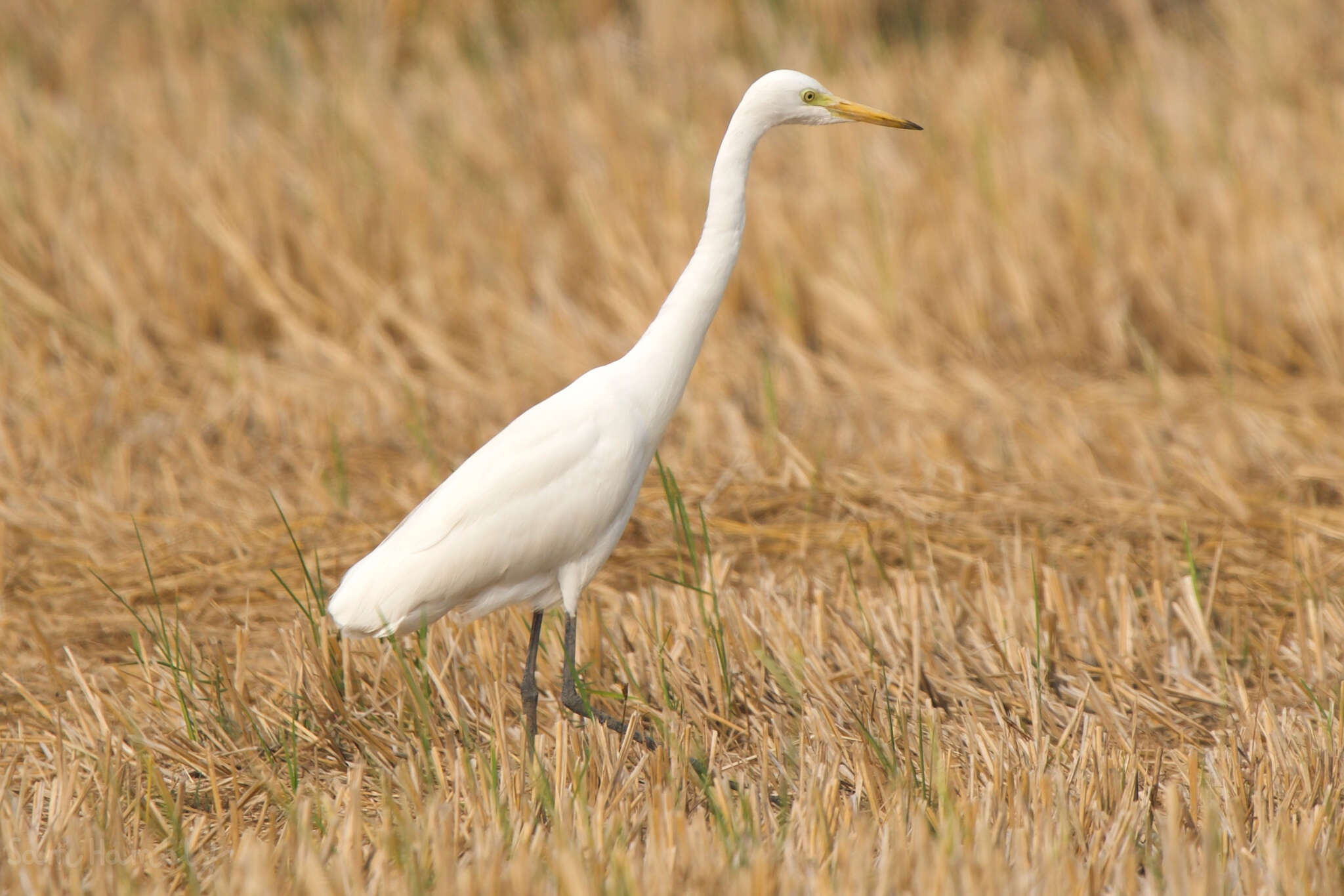 Imagem de Ardea intermedia intermedia Wagler 1829