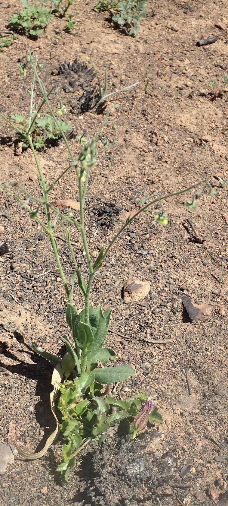 Image of Cynoglossum hispidum Thunb.