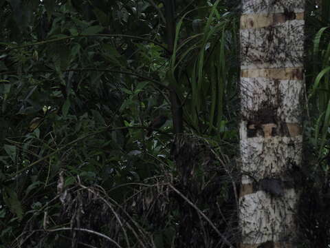 Image of Lined Antshrike