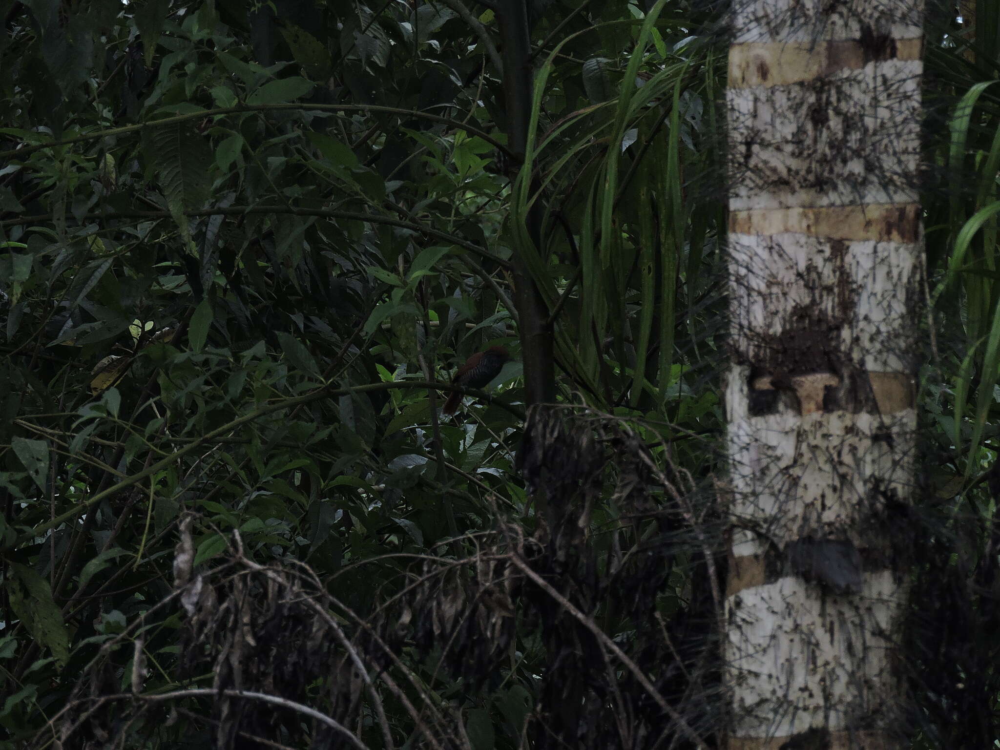 Image of Lined Antshrike