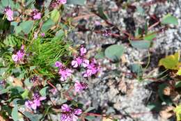 Indigofera ovata Thunb.的圖片