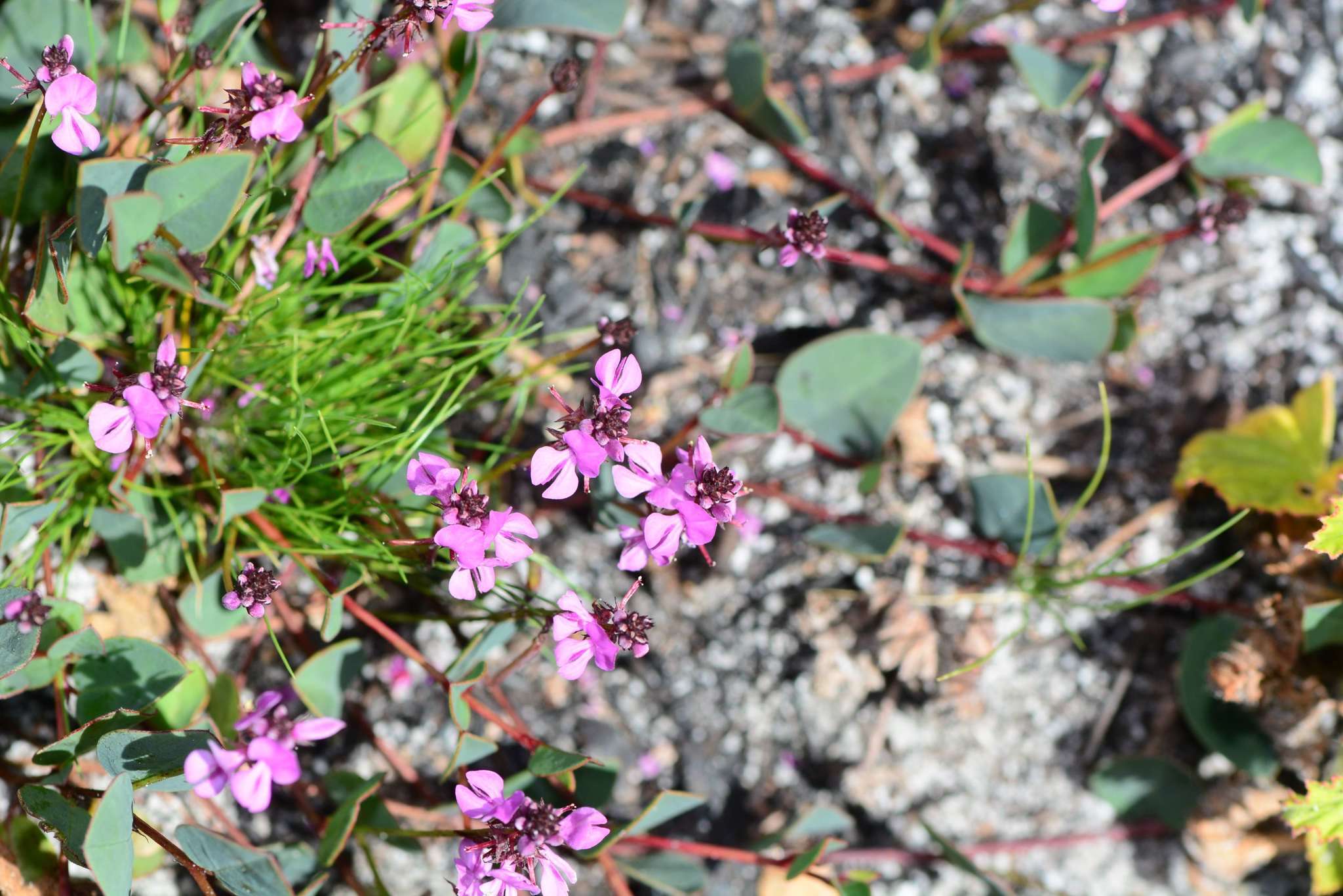 Indigofera ovata Thunb.的圖片