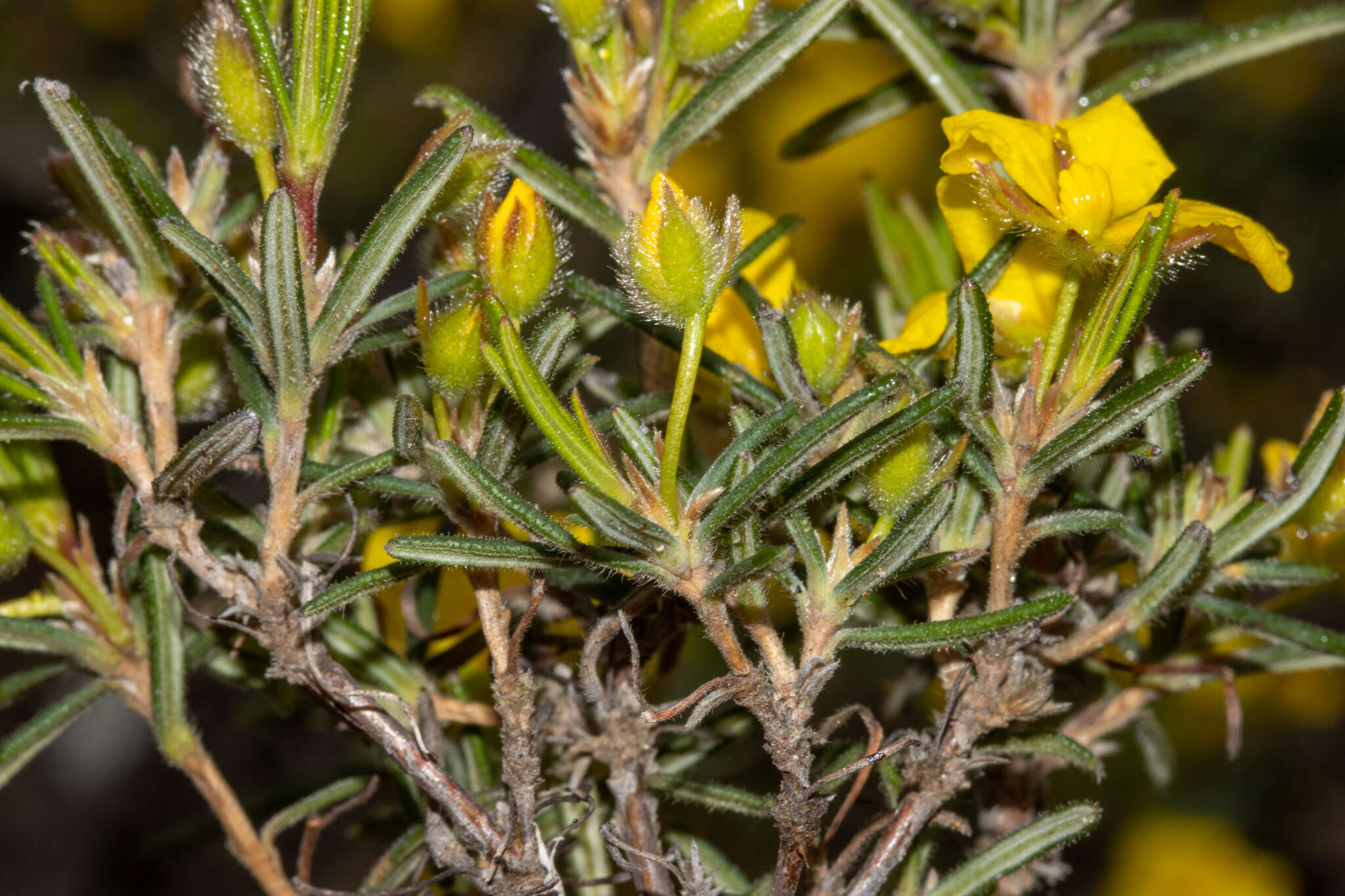 Image of Hibbertia fasciculiflora K. R. Thiele