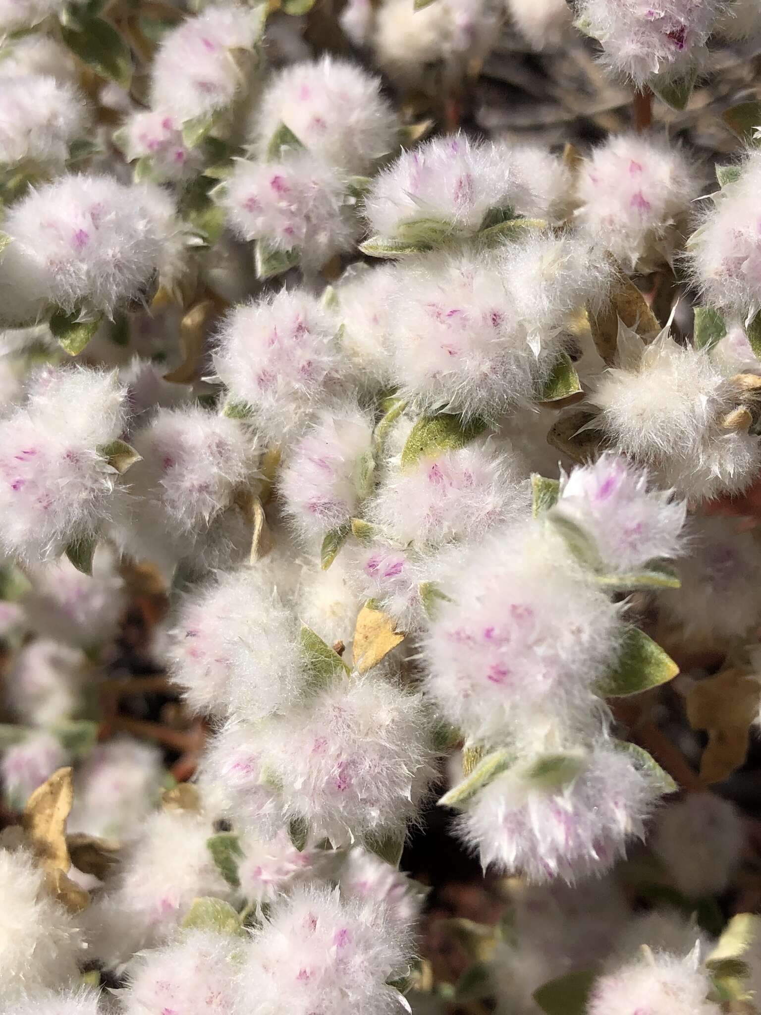 Image of Gomphrena cunninghamii (Moq.) Druce