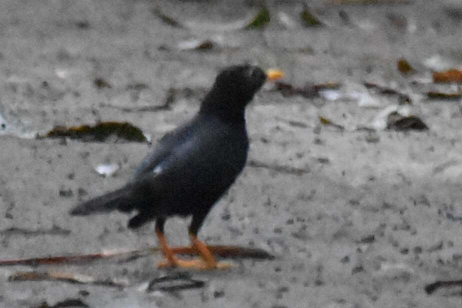 Image of Pale-eyed Thrush