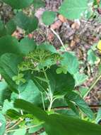 Image of wild hydrangea