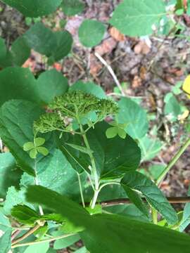 Image of wild hydrangea