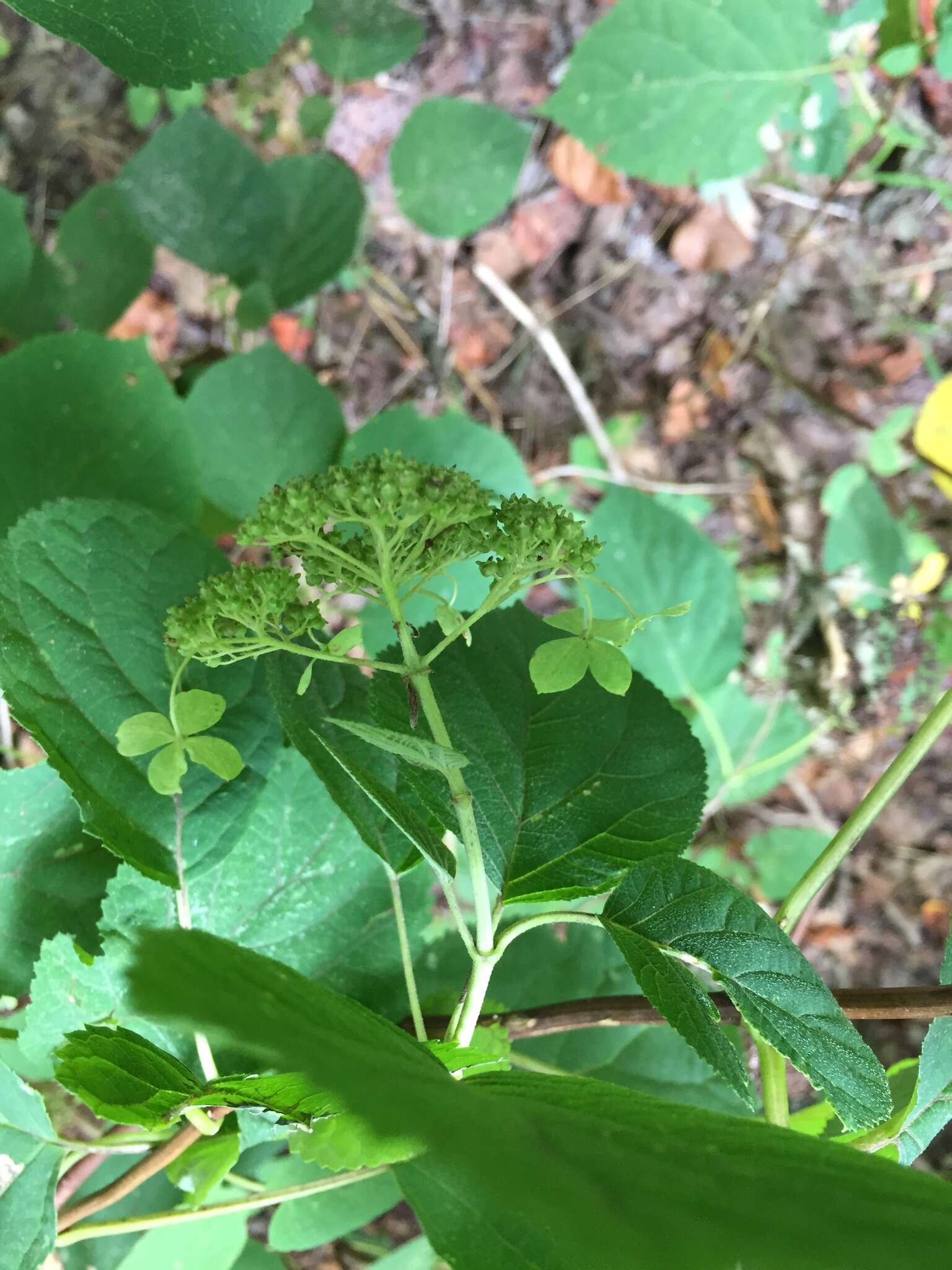 Imagem de Hydrangea arborescens L.