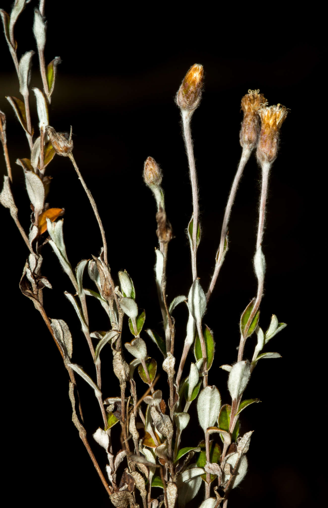 Image de Helichrysum filicaule Hook. fil.