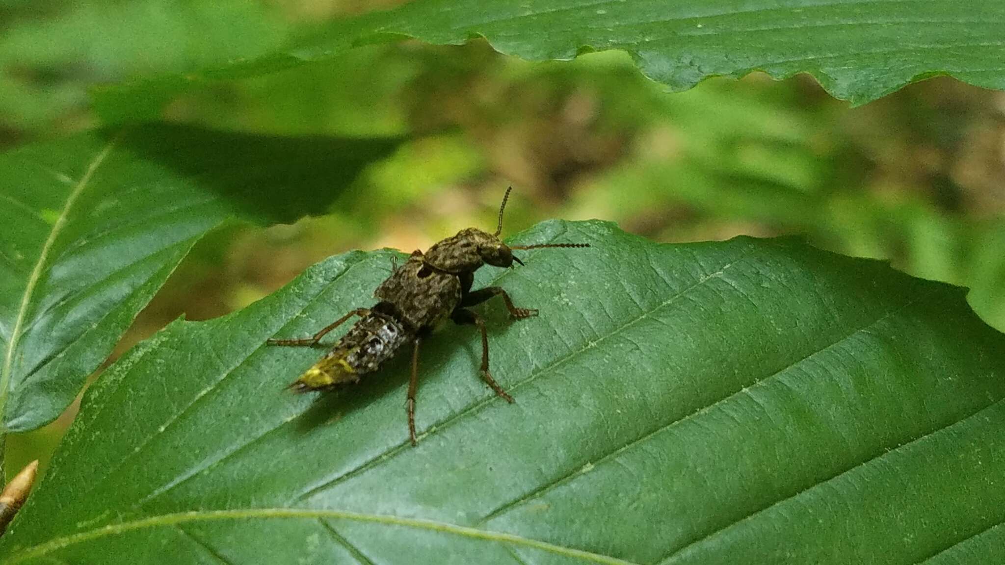 Image of Gold-and-brown Rove Beetle