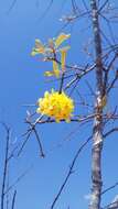 Acridocarpus excelsus A. Juss.的图像