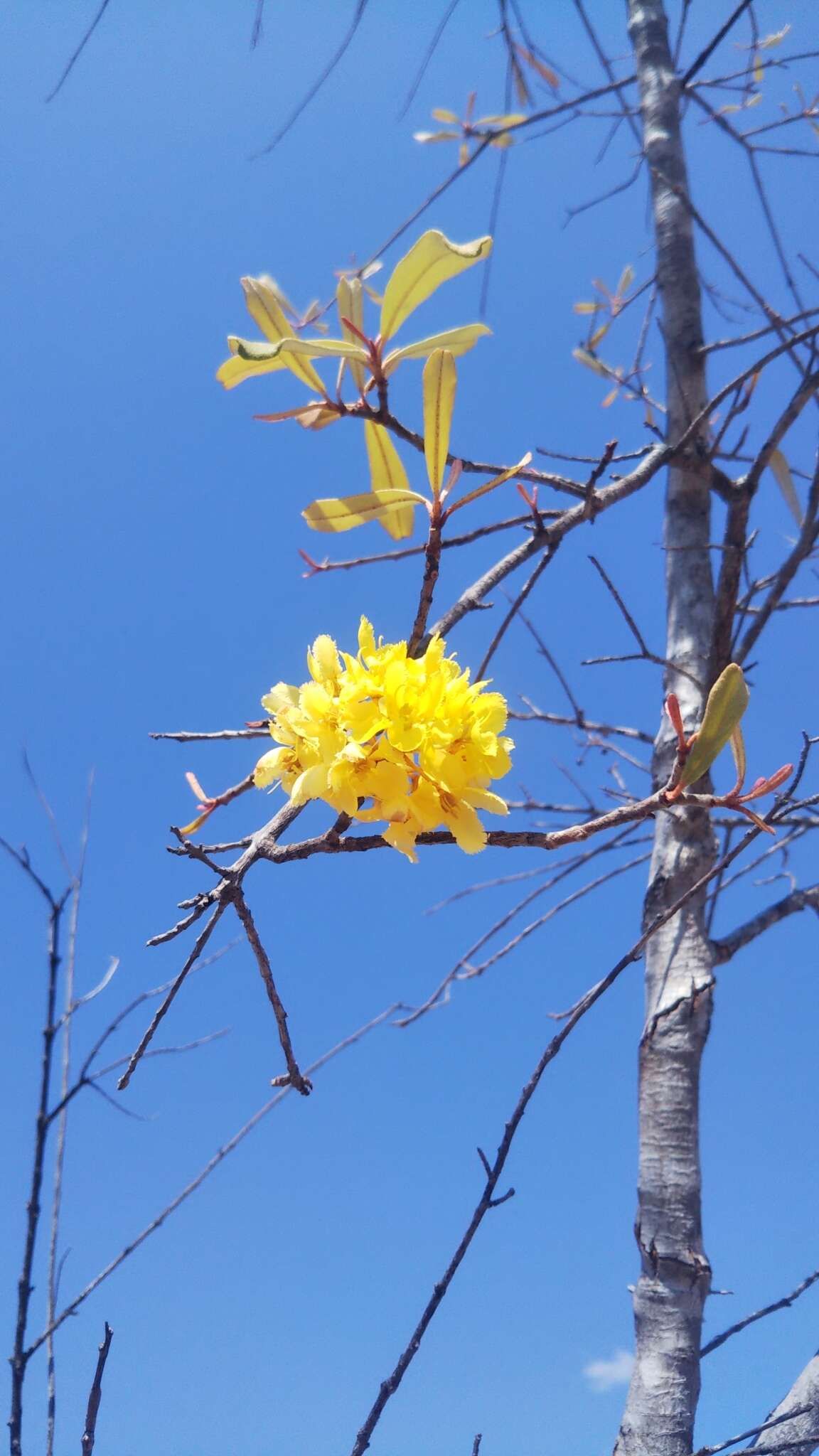 Acridocarpus excelsus A. Juss.的图像