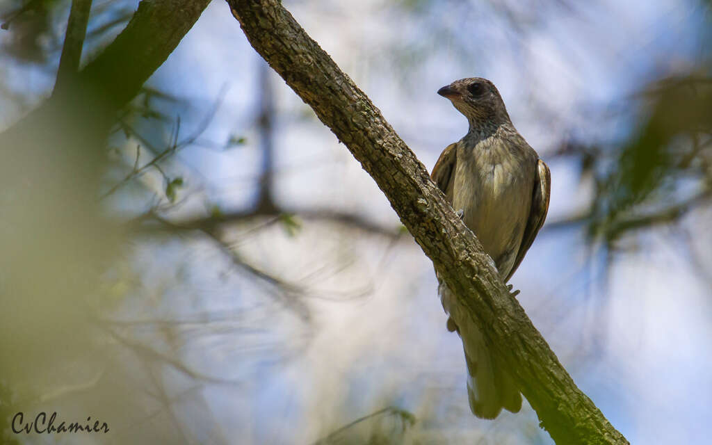 Image of Scaly-throated Honeyguide