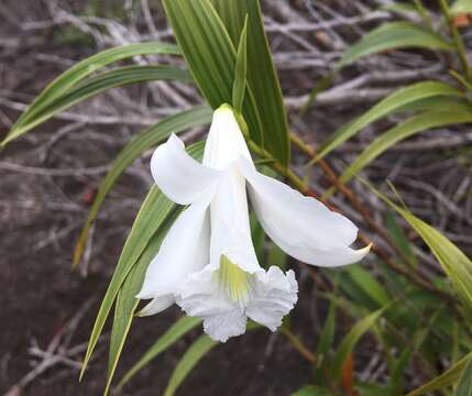 Image of Sobralia granitica G. A. Romero & Carnevali