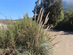 Image of Cortaderia rudiuscula Stapf