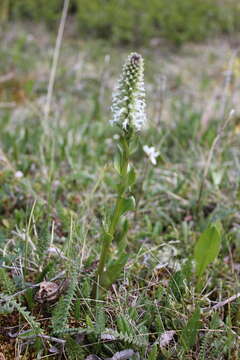 Imagem de Lagotis integrifolia (Willd.) Schischk. ex Vikulova