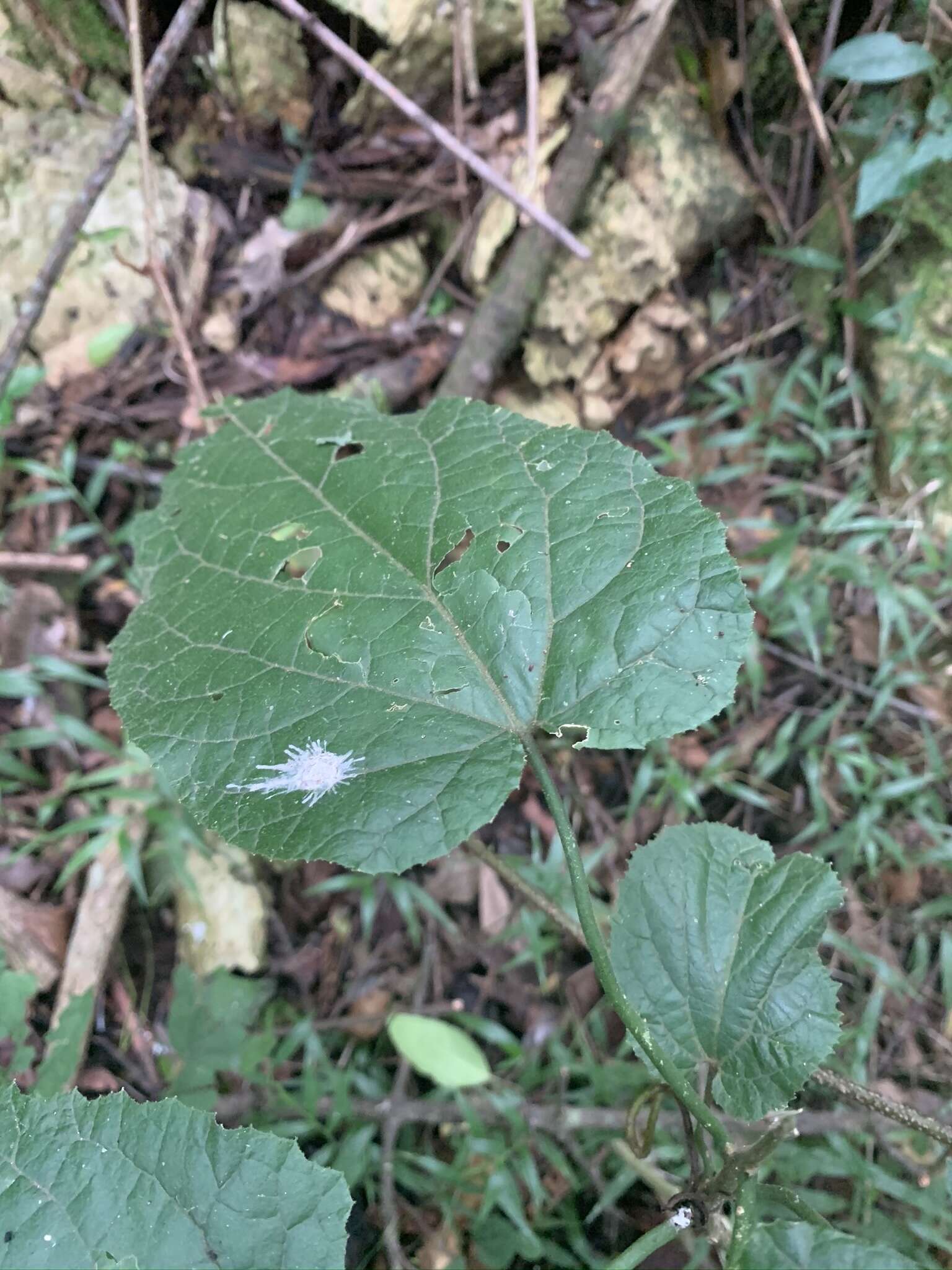 Image de Pyrenacantha grandiflora Baill.