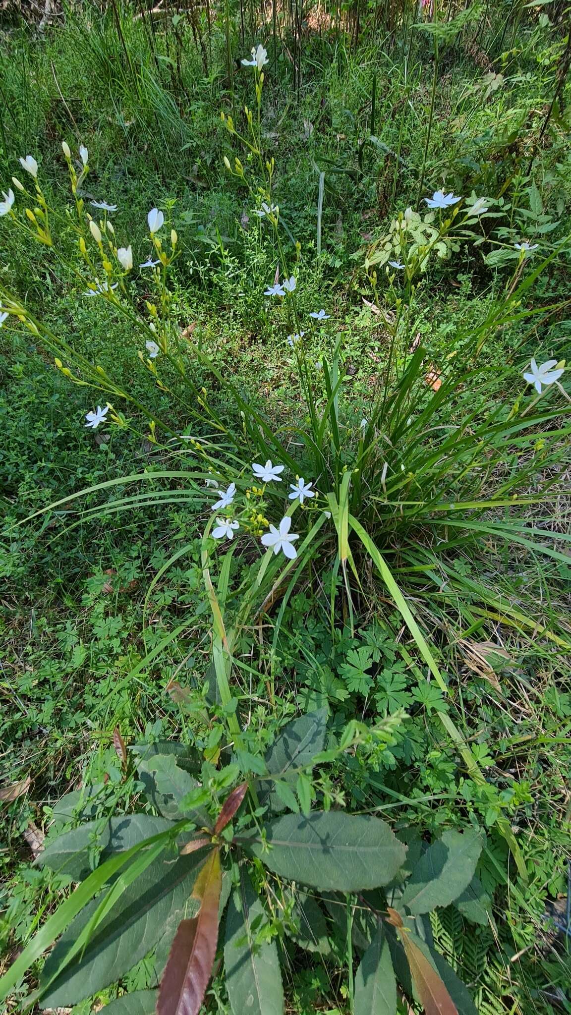 Image de Libertia paniculata (R. Br.) Spreng.