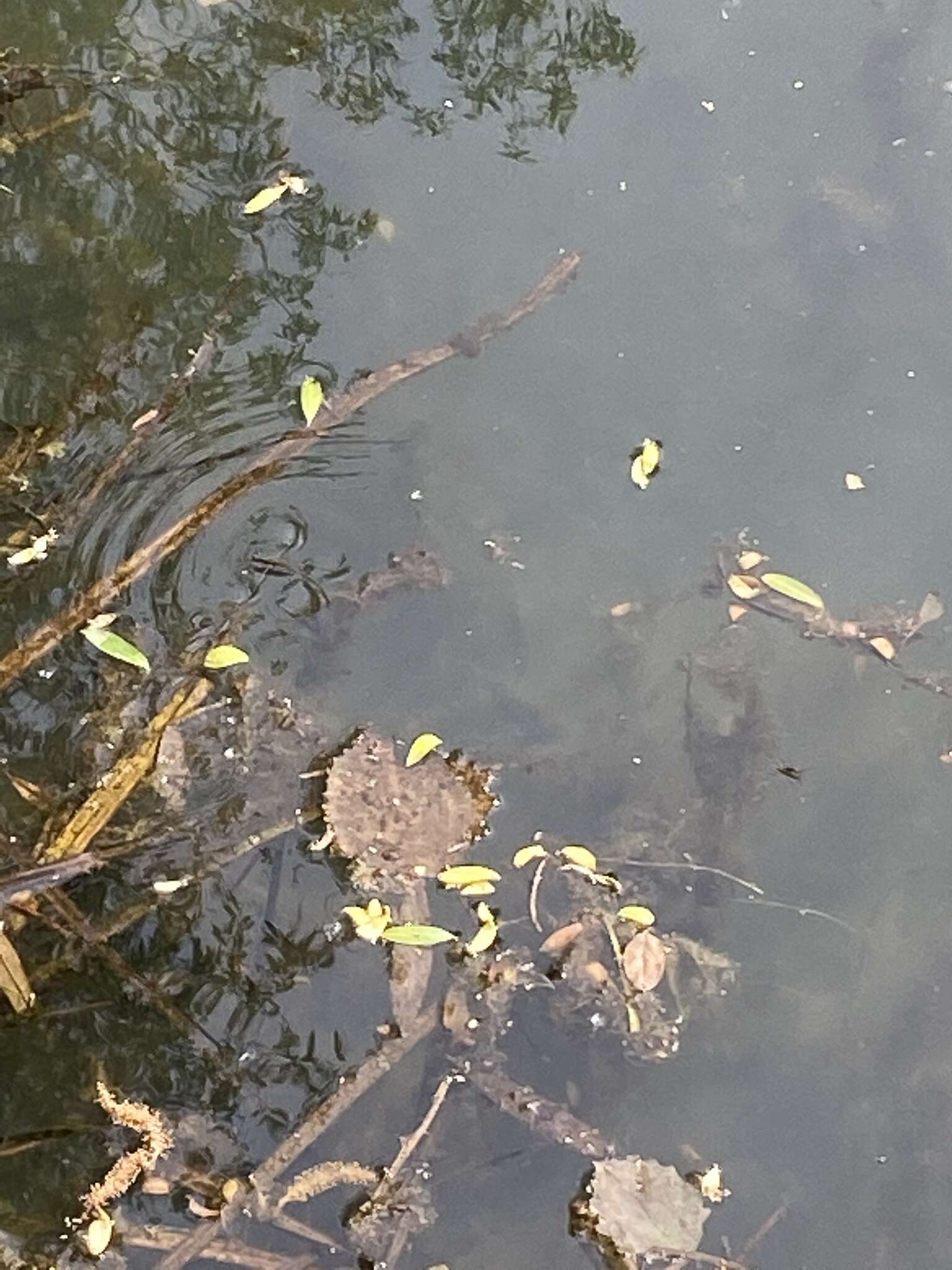 Image of Pond Skate