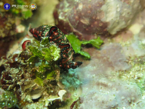 Image of Elegant flatworm