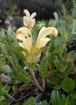 Imagem de Pedicularis capitata Adams.