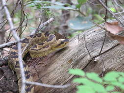 Image of Blacktail Rattlesnake