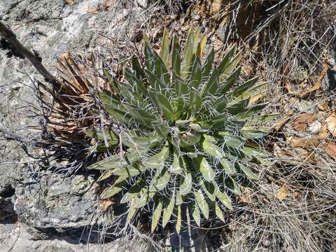 Image of smallflower century plant