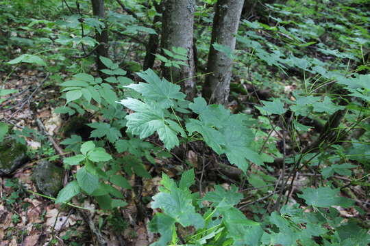 Acer heldreichii subsp. trautvetteri (Medvedev) E. Murray resmi