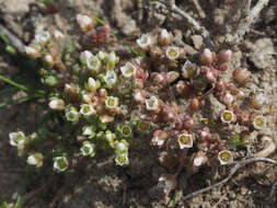 Crassula decumbens var. brachyphylla (Adamson) Tölken resmi