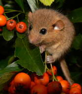 Image of hazel dormouse